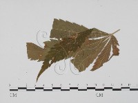 登錄號:F0019431藏品圖，第1張