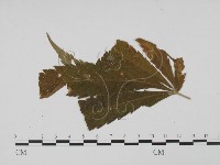 登錄號:F0019431藏品圖，第3張