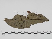 登錄號:F0019432藏品圖，第3張