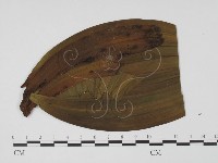 登錄號:F0019433藏品圖，第1張