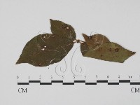 登錄號:F0019434藏品圖，第1張