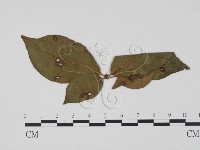 登錄號:F0019434藏品圖，第3張