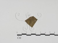 登錄號:F0019435藏品圖，第3張
