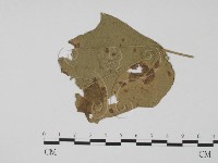 登錄號:F0019436藏品圖，第3張