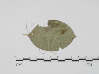 登錄號:F0019437藏品圖，第3張