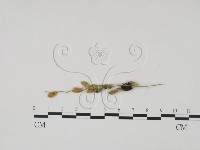 登錄號:F0019438藏品圖，第1張
