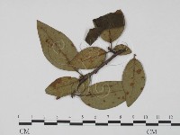 登錄號:F0019439藏品圖，第1張