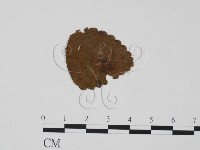 登錄號:F0019440藏品圖，第1張