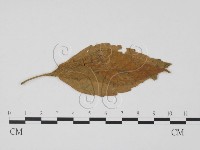 登錄號:F0019441藏品圖，第1張