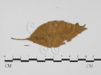 登錄號:F0019441藏品圖，第3張