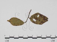 登錄號:F0019442藏品圖，第3張