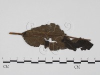 登錄號:F0019443藏品圖，第1張