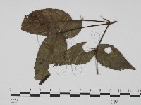 登錄號:F0019444藏品圖，第1張