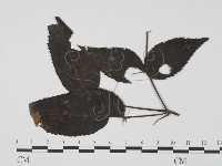 登錄號:F0019444藏品圖，第3張