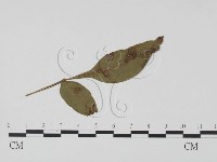 登錄號:F0019446藏品圖，第1張