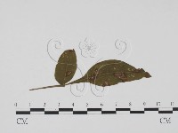 登錄號:F0019446藏品圖，第3張