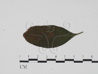 登錄號:F0019450藏品圖，第1張