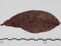 登錄號:F0019451藏品圖，第1張