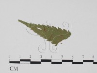 登錄號:F0019452藏品圖，第1張