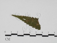 登錄號:F0019452藏品圖，第3張