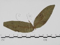 登錄號:F0019454藏品圖，第1張