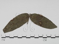 登錄號:F0019454藏品圖，第3張
