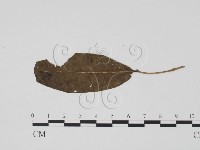登錄號:F0019455藏品圖，第1張
