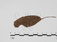 登錄號:F0019455藏品圖，第3張