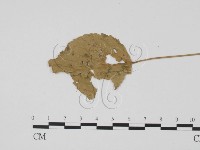 登錄號:F0019456藏品圖，第1張
