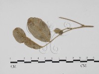 登錄號:F0019458藏品圖，第3張