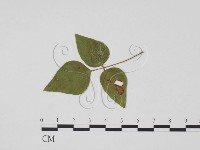 登錄號:F0019461藏品圖，第1張