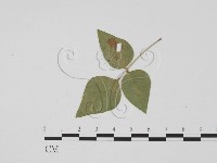登錄號:F0019461藏品圖，第3張