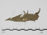登錄號:F0019462藏品圖，第1張