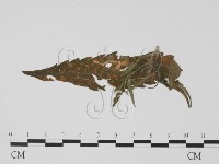 登錄號:F0019462藏品圖，第3張