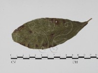 登錄號:F0019463藏品圖，第1張