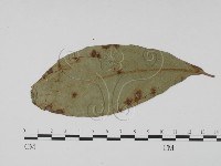 登錄號:F0019463藏品圖，第3張