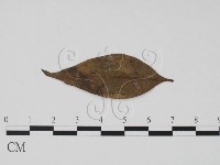 登錄號:F0019467藏品圖，第3張