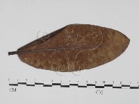 登錄號:F0019468藏品圖，第1張