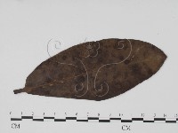 登錄號:F0019468藏品圖，第3張