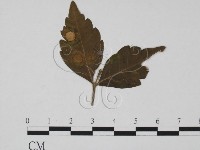 登錄號:F0019472藏品圖，第1張