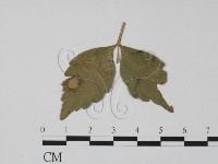 登錄號:F0019472藏品圖，第3張