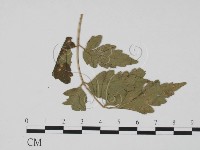 登錄號:F0019475藏品圖，第3張