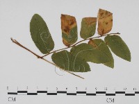 登錄號:F0019484藏品圖，第1張