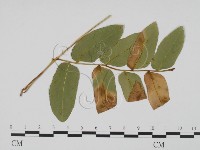 登錄號:F0019484藏品圖，第3張