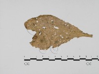 登錄號:F0019487藏品圖，第1張