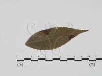 登錄號:F0019490藏品圖，第1張