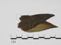 登錄號:F0019494藏品圖，第3張