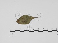 登錄號:F0019499藏品圖，第3張