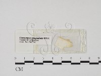 登錄號:F0019502藏品圖，第1張