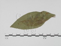 登錄號:F0019503藏品圖，第1張